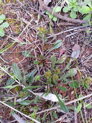 Ptilotus spathulatus