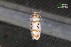 Cyana interrogationis