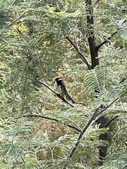 Melithreptus lunatus