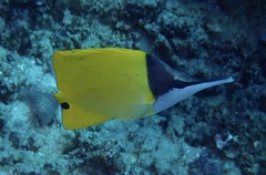 Forcipiger flavissimus