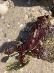 Botrylloides