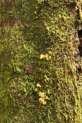 Tremella