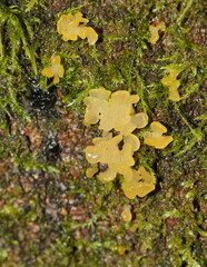 Tremella
