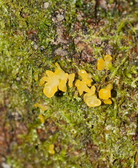 Tremella