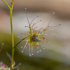 Drosera peltata