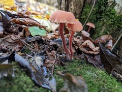 Laccaria laccata