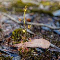 Drosera peltata