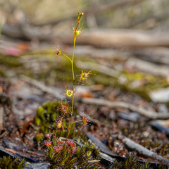 Drosera peltata