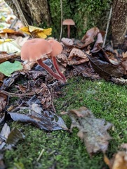 Laccaria laccata