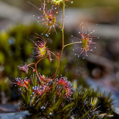 Drosera peltata
