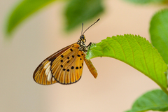 Acraea encedon encedon