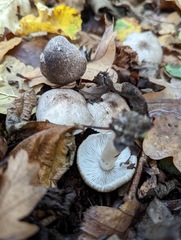 Tricholoma terreum