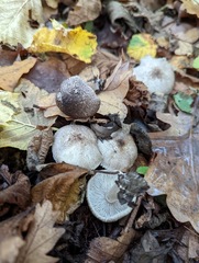 Tricholoma terreum