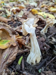 Helvella crispa