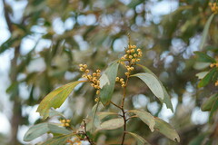 Acacia obliquinervia