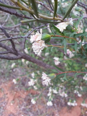 Pimelea stricta
