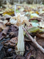 Helvella crispa