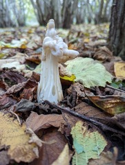 Helvella crispa