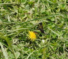 Graphium macleayanus