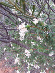 Pimelea stricta