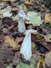 Helvella crispa