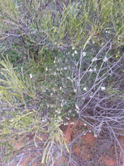 Pimelea stricta