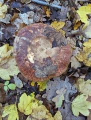 Paxillus involutus