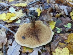 Paxillus involutus