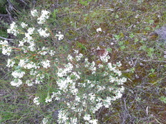 Pimelea stricta