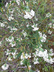 Pimelea stricta