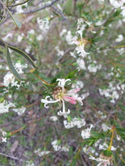Pimelea stricta