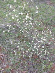 Pimelea stricta