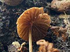 Agaricales