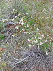 Pimelea stricta