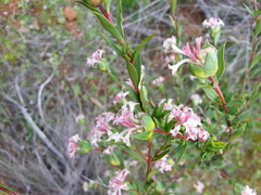 Pimelea stricta