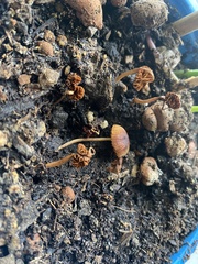Agaricales