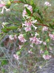 Pimelea stricta