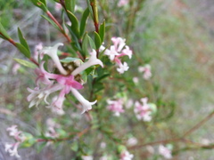 Pimelea stricta
