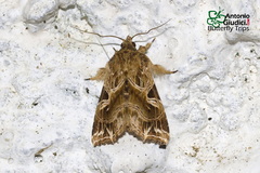 Callopistria flavitincta