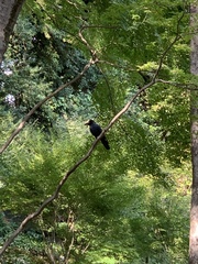 Corvus macrorhynchos japonensis