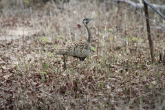 Lissotis melanogaster