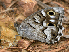 Hipparchia fidia