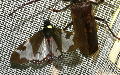 Dysschema marginalis