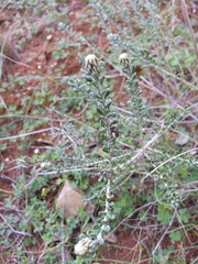 Olearia muelleri