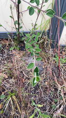 Cotoneaster pannosus