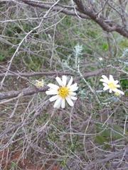 Olearia muelleri