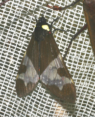Dysschema marginalis