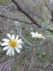 Olearia muelleri
