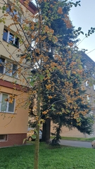 Malus × zumi