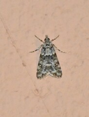 Eudonia lineola